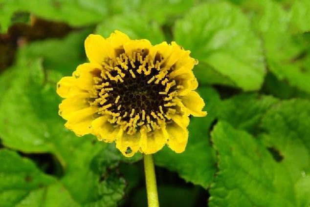 掌狀垂頭菊 掌狀垂頭菊