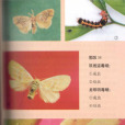龍眼明毒蛾 龍眼明毒蛾