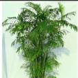 夏威夷椰子(夏威夷竹) 夏威夷椰子(夏威夷竹)