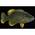 綠太陽魚 綠太陽魚