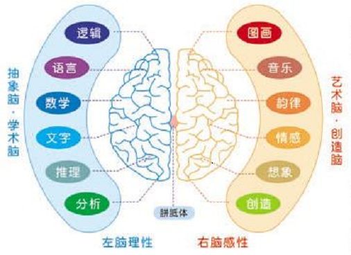 裂腦研究 裂腦研究