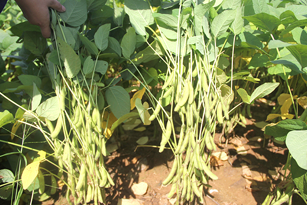 湘春豆18號 湘春豆18號