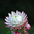 小蠟菊 小蠟菊