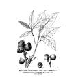 薄葉柯 薄葉柯