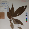 垂花腺萼木 垂花腺萼木
