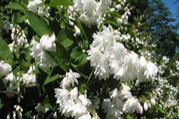 Deutzia scabra \x27Candidissima\x27 Deutzia scabra \x27Candidissima\x27