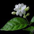 茉莉(植物)
