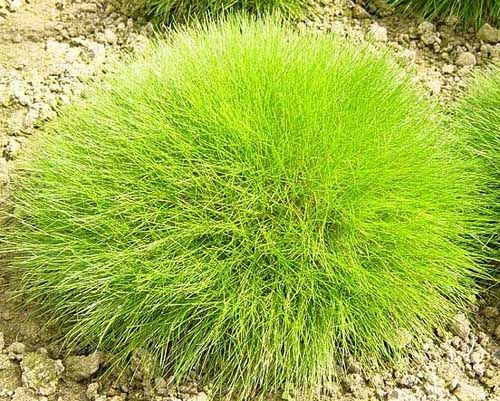 亮果苔草 亮果苔草