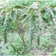 排錢草根 排錢草根