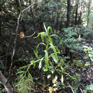 Misodendrum brachystachyum