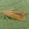 冠潛蛾科 冠潛蛾科
