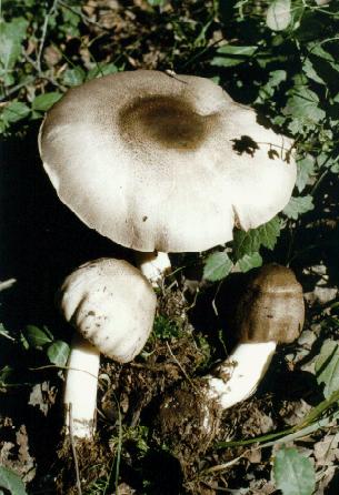 雙環林地蘑菇