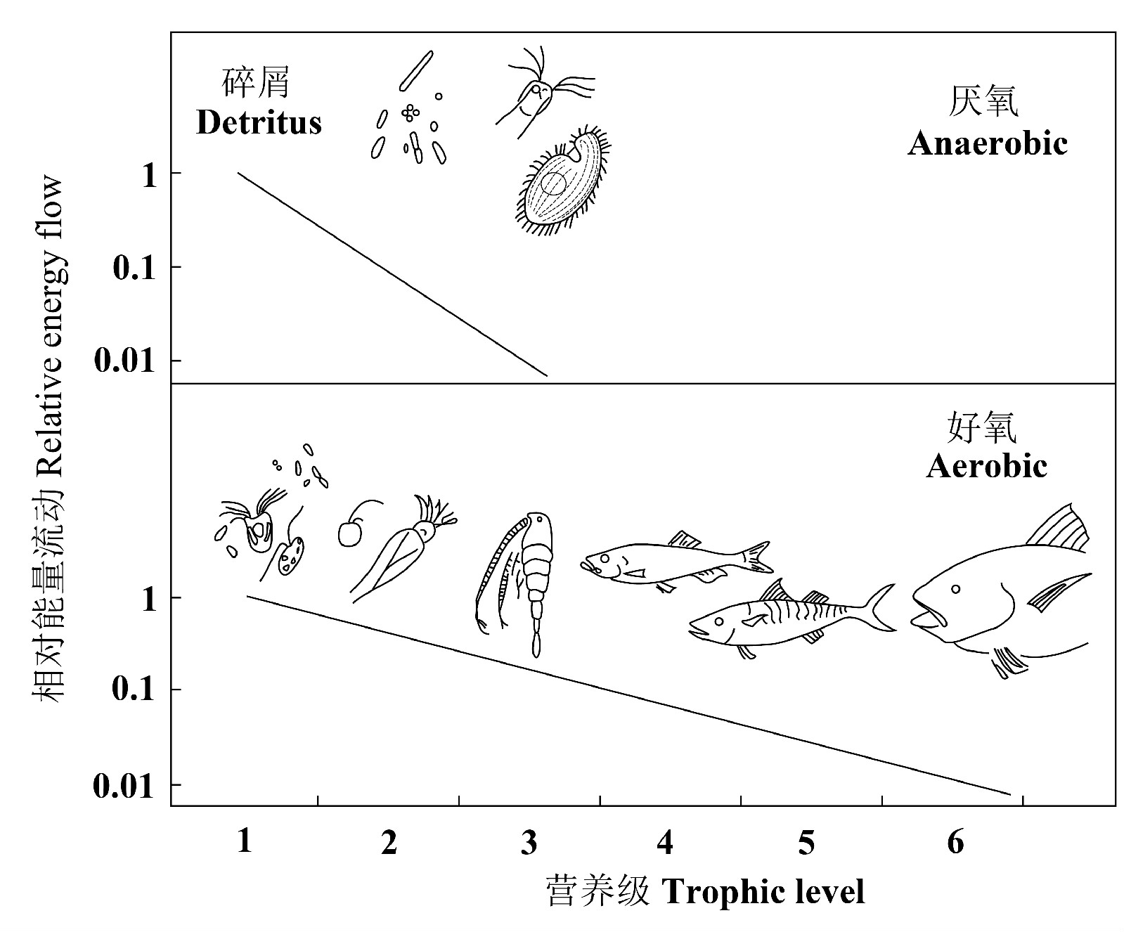 氧氣應該允許地球上更長食物鏈的存在