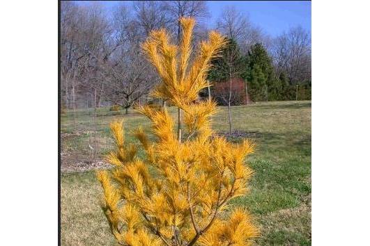 Pinus strobus \x27Hillside Winter Gold\x27 Pinus strobus \x27Hillside Winter Gold\x27