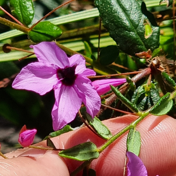 Tetratheca hirsuta