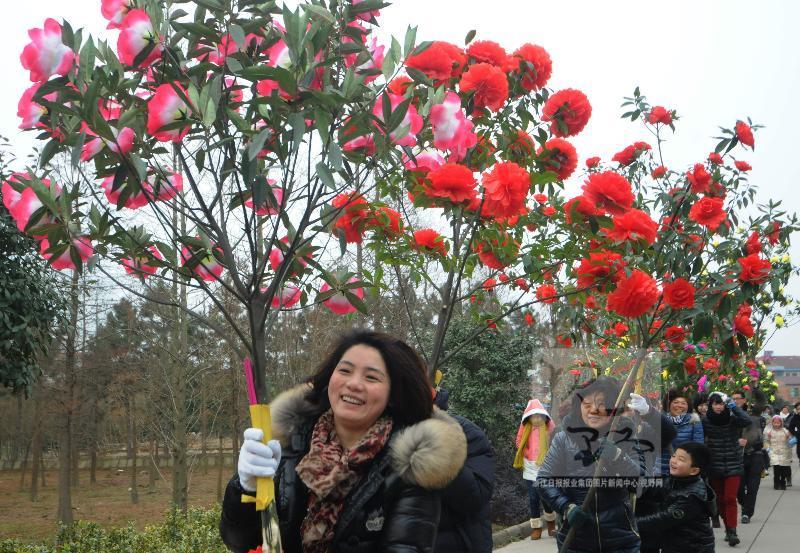 迎花樹 迎花樹