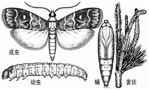 松梢斑螟成、幼蟲、蛹害狀圖