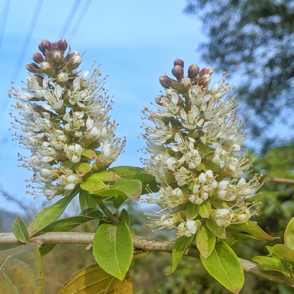 Combretum deciduum