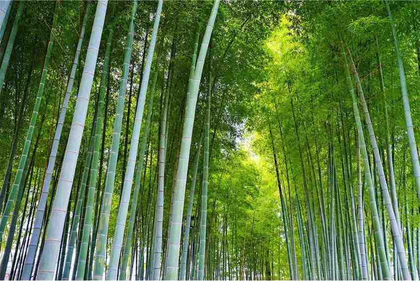 毛竹園 毛竹園