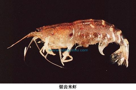 鋸齒米蝦 鋸齒米蝦