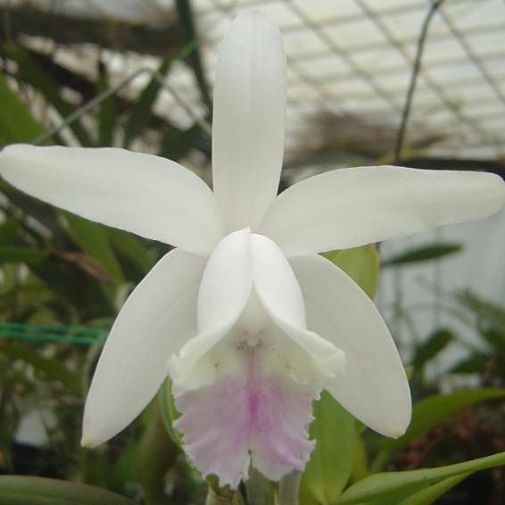 Cattleya intermedia Cattleya intermedia