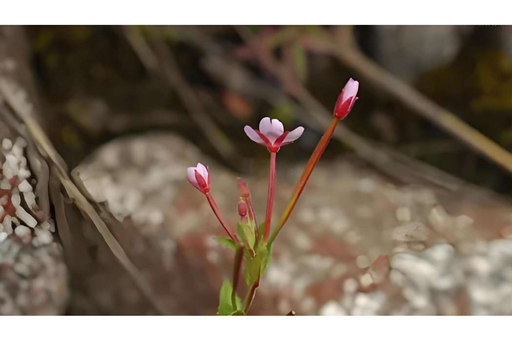毛脈柳葉菜(柳葉菜科柳葉菜屬植物) 毛脈柳葉菜(柳葉菜科柳葉菜屬植物)