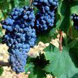 幕維得爾 幕維得爾