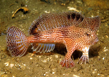 斑澳大利亞躄魚 Brachionichthys hirsutus