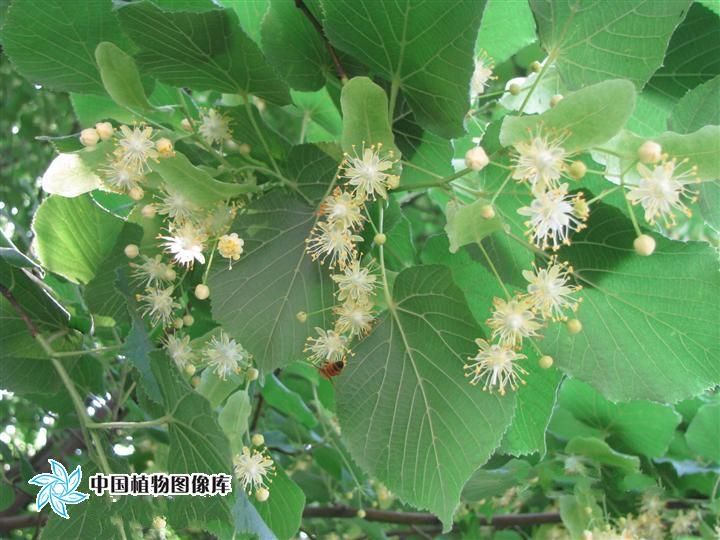 鄂椴HF-2 鄂椴HF-2