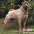 骨嘴沙皮 骨嘴沙皮