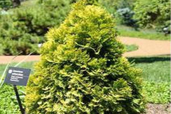 Thuja occidentalis \x27Gold Drop\x27 Thuja occidentalis \x27Gold Drop\x27
