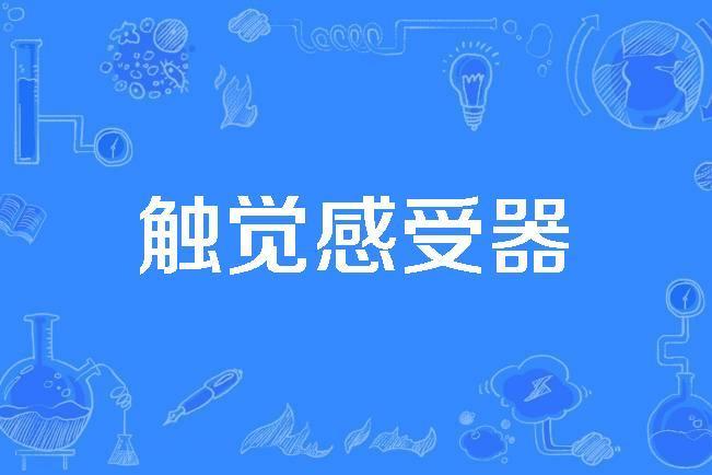 觸覺感受器 觸覺感受器