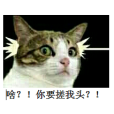 貓頭測試 貓頭測試