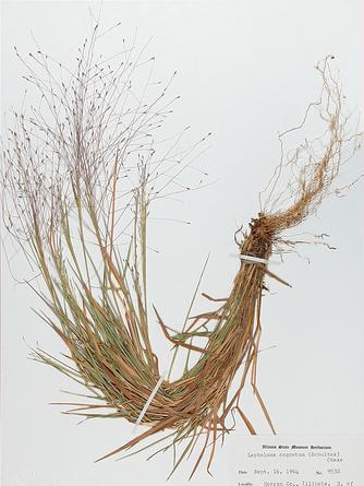 薄稃草屬 薄稃草屬
