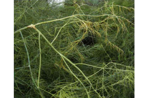 石刁柏菌核病 石刁柏菌核病