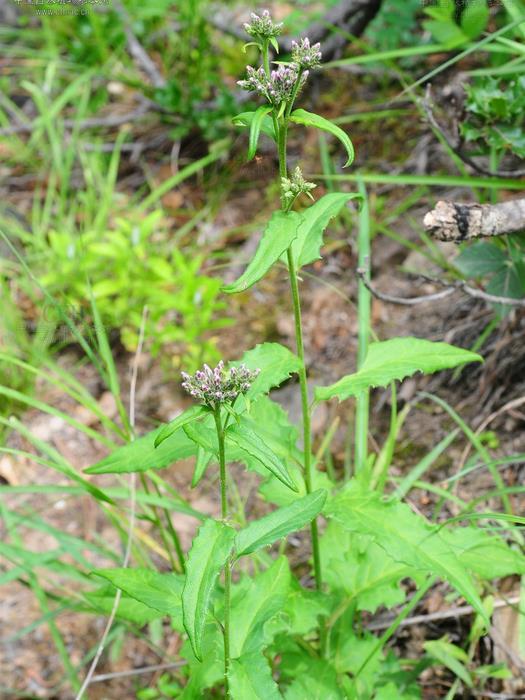 狹頭風毛菊 狹頭風毛菊