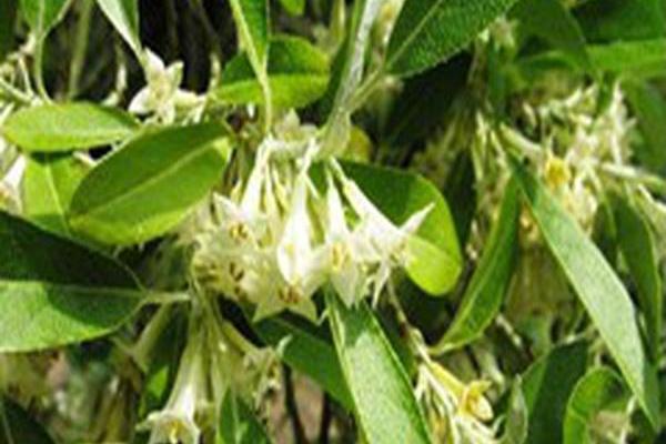 Elaeagnus multiflora Elaeagnus multiflora