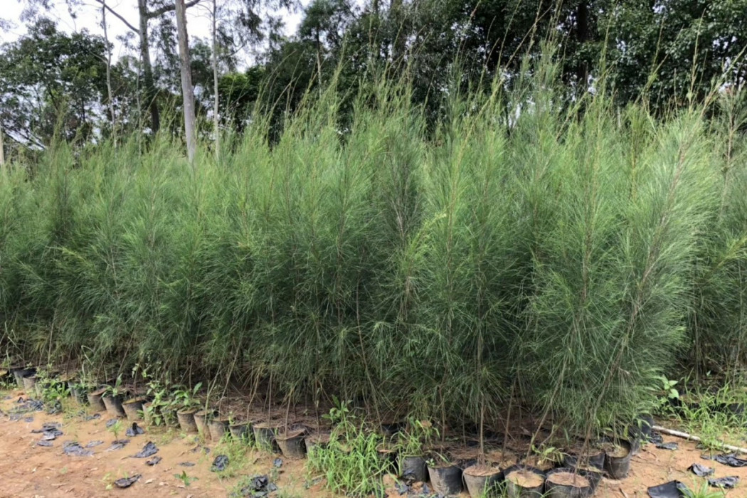 木麻黃A1-2 木麻黃A1-2