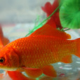彩鯽魚 彩鯽魚