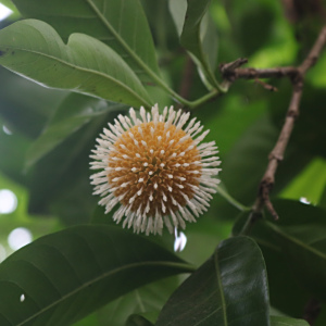 Ochreinauclea missionis