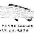 中華弓魚 中華弓魚