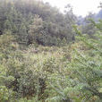 荒山茶 荒山茶