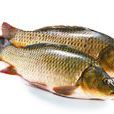 黃鯽魚