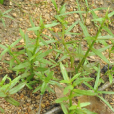羊角草(白芽江) 羊角草(白芽江)