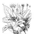 白果香楠 白果香楠