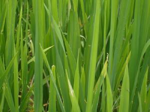 盤龍彝族鄉水稻生產基地