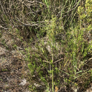 Thamnochortus obtusus
