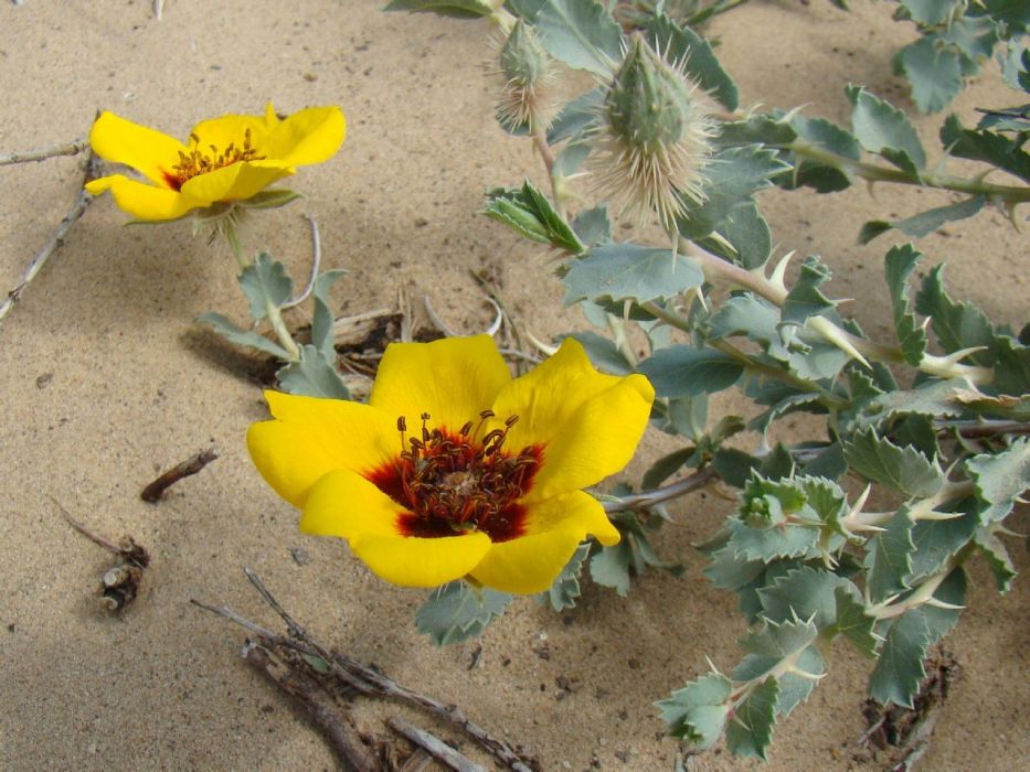 波斯薔薇 波斯薔薇