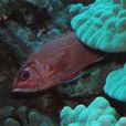 赤鰭棘鱗魚 赤鰭棘鱗魚