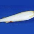 楠溪江香魚 楠溪江香魚